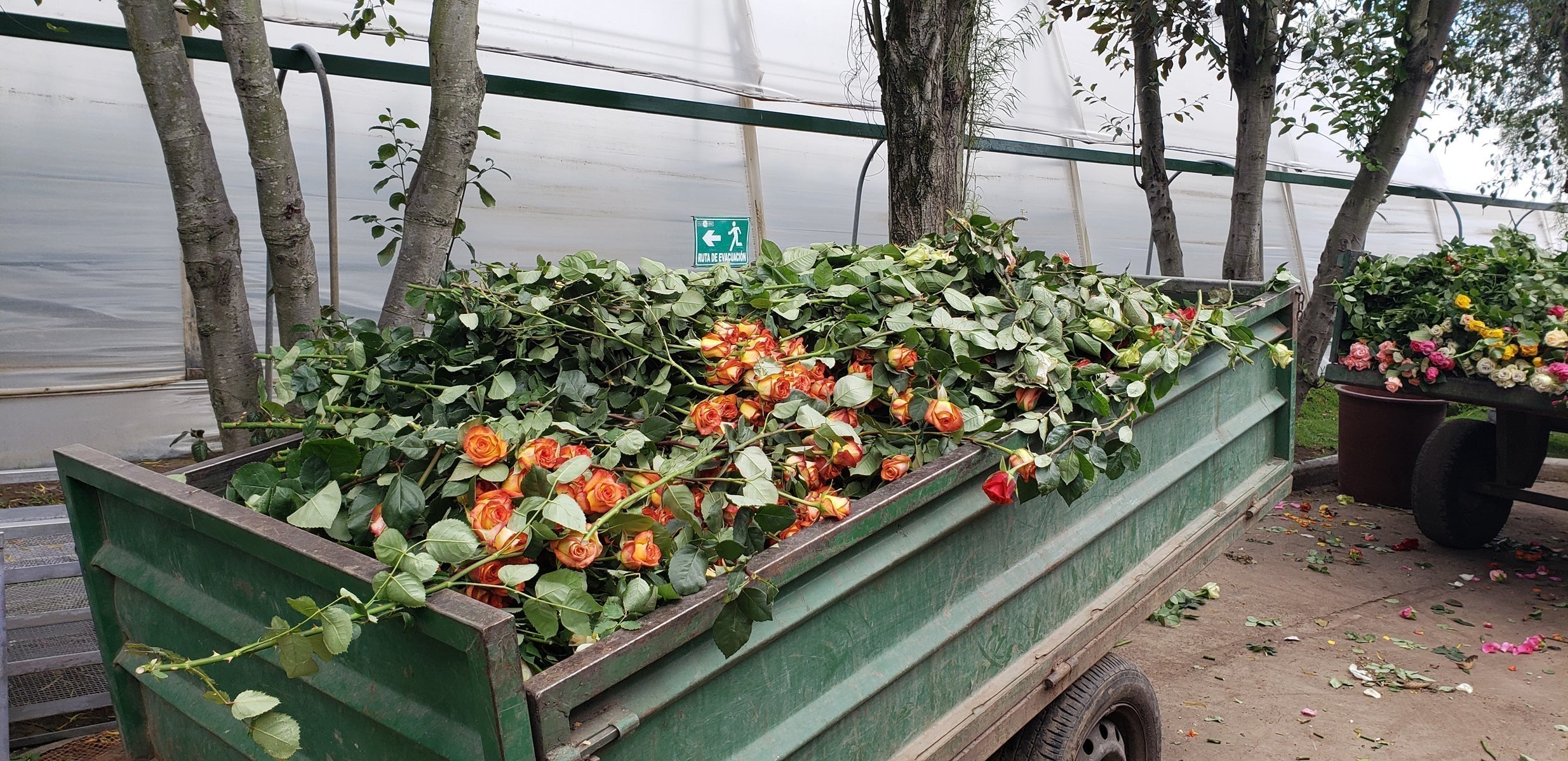 Preserved Roses vs. Fresh Roses: Which is the Better Gift?